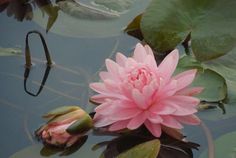 a pink flower is floating in the water