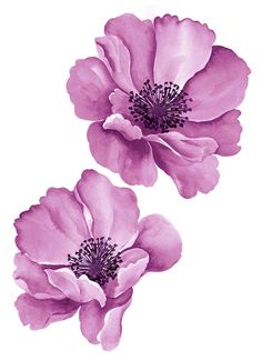 two pink flowers on a white background