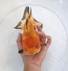 a hand holding a goldfish in front of a clear bowl