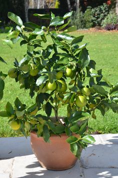 an orange tree in a pot on a patio with grass and trees in the background