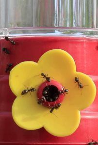 a group of ants standing on top of a red and yellow flower shaped container filled with water