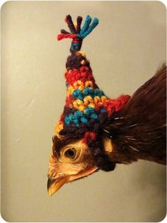 a close up of a bird wearing a knitted hat