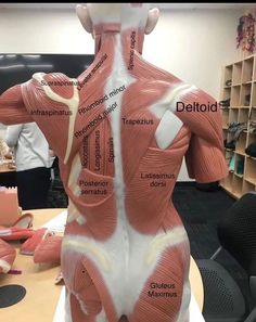 Muscles Of The Body, Muscle Diagram, Human Muscle Anatomy, Medical School Life, Nursing School Motivation, Basic Anatomy And Physiology, Medical Student Study, Nursing School Survival, Human Body Anatomy