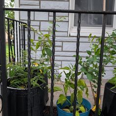 Orange Trumpet Climbing Vine 4' in Pot - Etsy