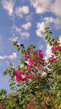 pink flowers are blooming on the branches of trees against a blue sky with white clouds