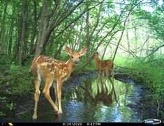 two deer standing next to each other in a forest near a stream with trees and water