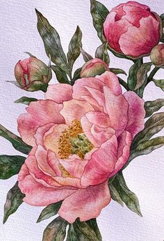 a watercolor painting of pink flowers on a white background with green leaves and buds