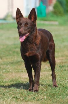 a brown dog standing on top of a lush green field