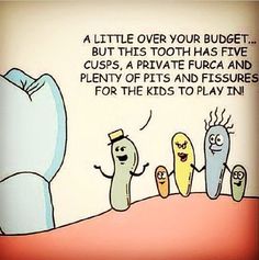 Dentaltown - A little over your budget... but this tooth has five cusps, a private furca, and plenty of pits and fissures for the kids to play in! Dental Hygiene Humor, Dentist Jokes, Teeth Humor, Dental Quotes, Dental Assisting, Dental World, Friday Funny, Dental Posts, Dental Jokes