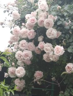 pink roses are blooming in the garden