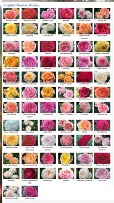 an image of flowers that are in different colors and sizes, with the words english garden roses