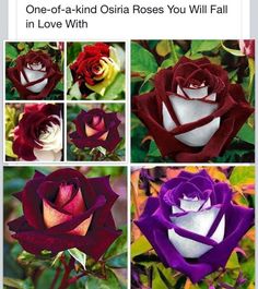 four different types of roses are shown in this collage with the same color and size