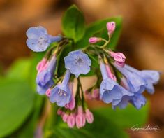 blue and pink flowers with green leaves in the background