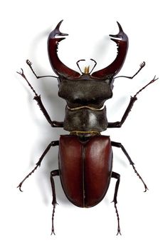 a brown beetle with long horns on it's back