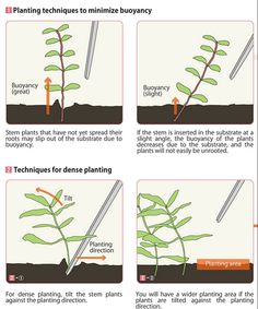 instructions for planting plants in the garden