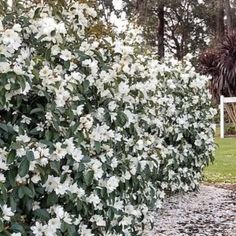 white flowers are growing along the side of a road