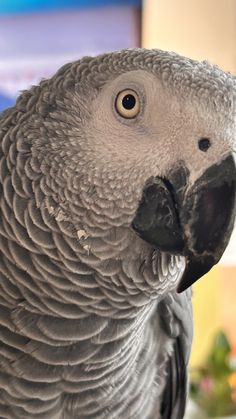 a close up of a bird on a table