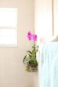 a potted plant on the side of a bathroom wall