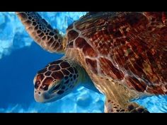 a sea turtle swimming in the water