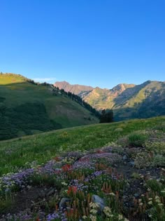 wildflowers blooming on the side of a grassy hill with mountains in the background