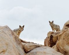 two grey wolfs standing on top of large rocks