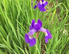 purple flowers are growing in the tall grass