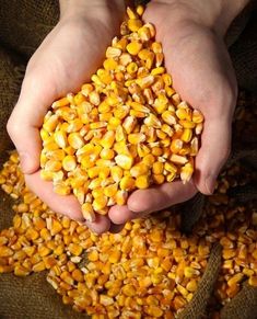 two hands holding corn on top of a sack