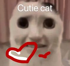 a white cat with a red heart on it's face and the caption cutie cat