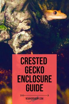 the crested gecko enclosure guide is displayed in front of a rock