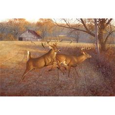 two white tailed deer running through a field