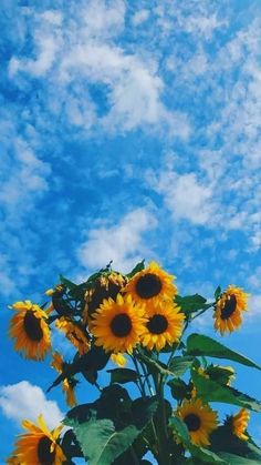 the sunflowers are blooming very high in the blue sky with white clouds