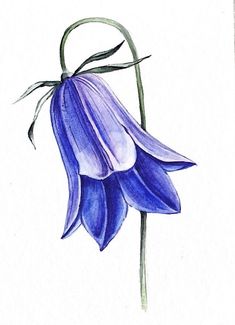 a drawing of a blue flower on a white paper with watercolor pencils in it