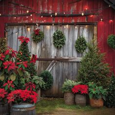 christmas wreaths and poinsettias adorn this barn