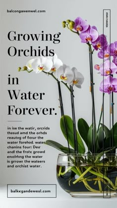 Learn how to grow orchids in water forever with our hydroponic guide! Discover the benefits of water culture for orchids and get step-by-step instructions to keep your plants thriving. Perfect for orchid enthusiasts looking for a unique and low-maintenance growing method. Orchid Hydroponics, Orchid In Water Growing, How To Grow Orchids In Water, Growing Orchids In Water, Orchid In Water, Water Culture Orchids, Indoor Orchid Care, How To Grow Orchids, Indoor Cactus Plants