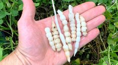 a hand holding several small white seed pods