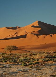 the desert is covered in sand dunes and trees