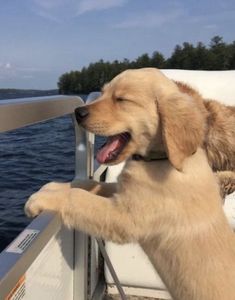 a dog that is standing up on a boat looking at something in the air with its paws