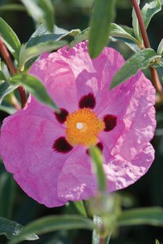 a pink flower with yellow center surrounded by green leaves