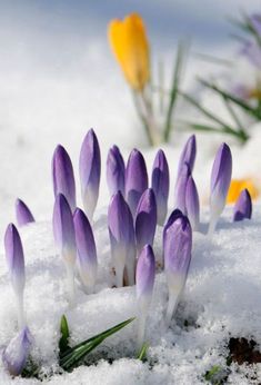 small purple flowers growing out of the snow