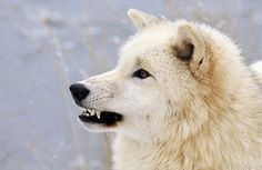 a close up of a white dog with it's mouth open