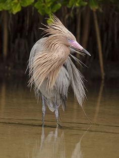 a bird with long feathers standing in the water