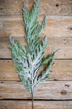 a close up of a plant on a wooden surface