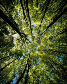 looking up at the tops of tall trees in a forest with bright green leaves and blue sky