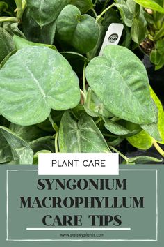 green plants with text overlay that reads plant care sygonium macroophyum care tips