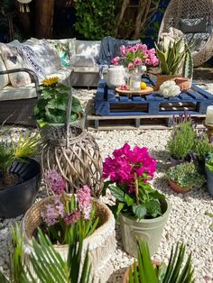 many potted plants are sitting on the ground in front of couches and chairs