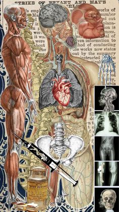 an image of the human body with different parts in it and some images of muscles