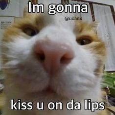 an orange and white cat is looking up at the camera with caption that says i'm gon na kiss on da lips