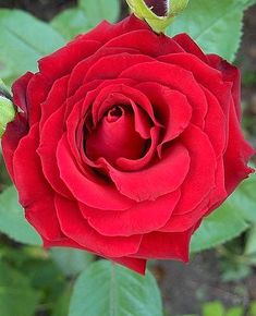 a red rose with green leaves in the background