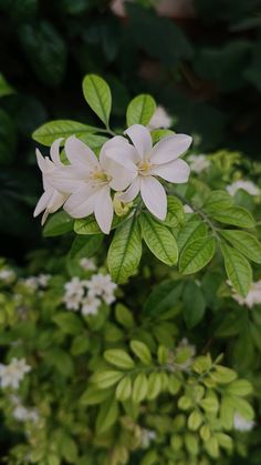 white flowers with green leaves in the background