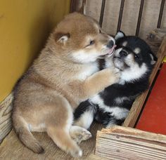 two puppies playing with each other on the floor in front of a wooden crate